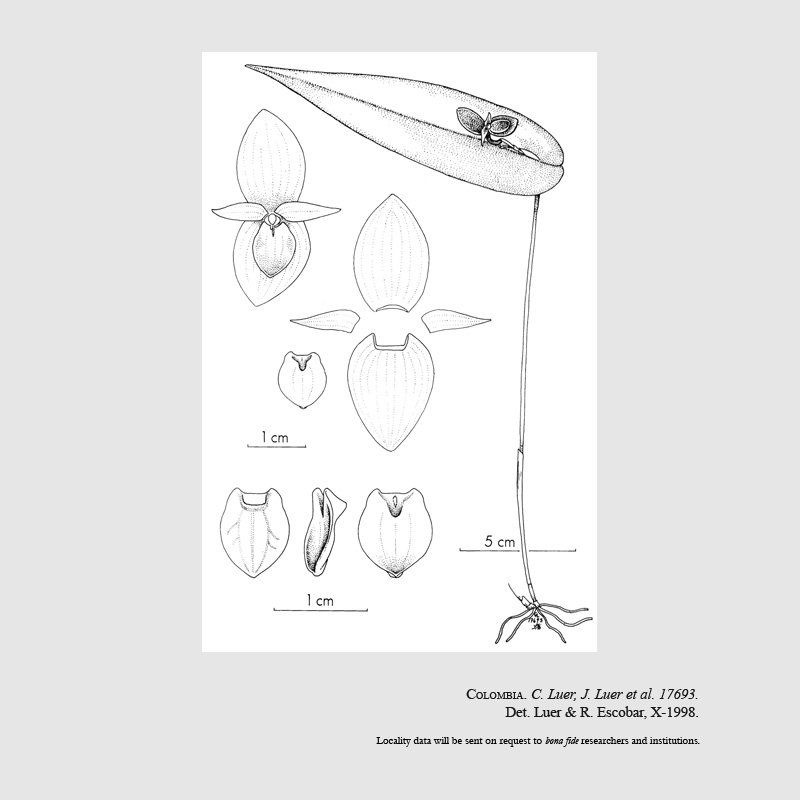 Pleurothallis calolalax